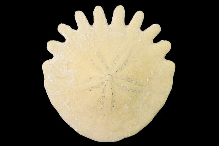 Fossil Sand Dollar (Heliophora) - Boujdour Province, Morocco #140461